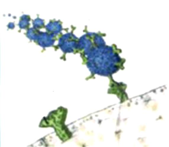 TARGETING ALLE CELLULE TUMORALI Con questa strategia di targeting attivo viene sfruttata l iperespressione sulla superficie delle cellule tumorali di particolari recettori