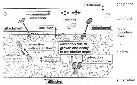 Caratteristiche dei biofilm Associazione di microorganismi adesi a una superficie In condizioni naturali i microorganismi tendono a formare biofilm spontaneamente Lo sviluppo dei microorganismi ha
