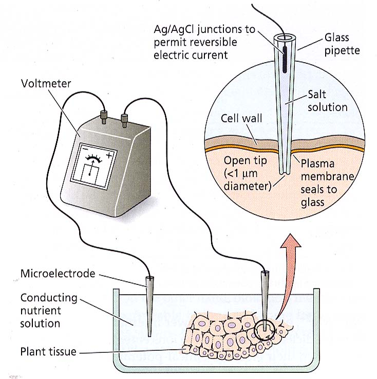 tutte le cellule possiedono un potenziale di membrana, dovuto alla distribuzione asimmetrica tra l interno e l esterno della cellula.