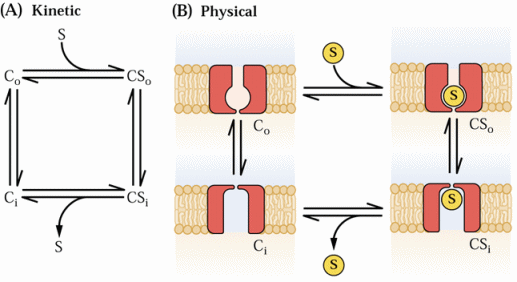 Il meccanismo proposto non prevede un movimento dei siti di legame del soluto da un lato all altro della membrana, ma piuttosto che la reazione di
