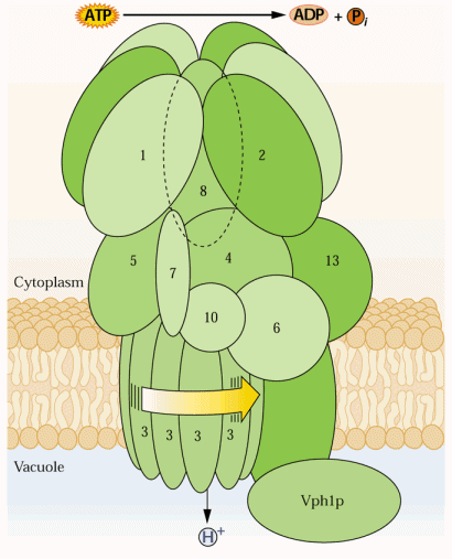 H + -ATPasi vacuolare Questa proteina può essere separata in una porzione solubile definita V 1, che comprende i siti di legame dei nucleotidi adenilici, e una porzione integrale di membrana definita