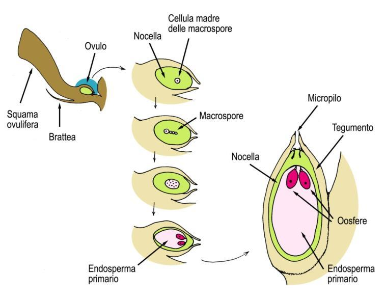 Principali adattamenti riproduttivi delle piante a seme illustrati nel ciclo biologico del pino: b) Il gametofito femminile si sviluppa dalla macrospora, che permane all interno dello sporofito