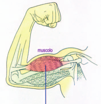 La attività delle teste della miosina spiega lo scivolamento dei filamenti sottili su quelli spessi, quindi l accorciamento del sarcomero.