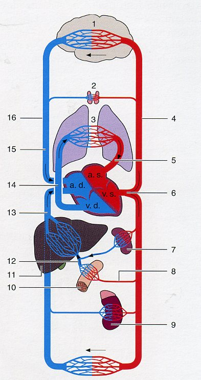 Dal corpo Dai polmoni Sangue arterioso, ossigenato Capillari degli organi Atrio destro Ventricolo destro