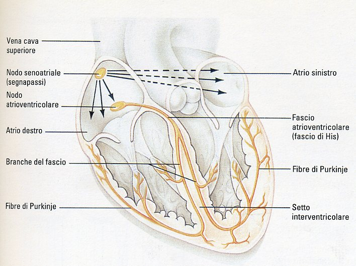 Gli stimoli per la contrazione si originano nel nodo seno-atriale e inducono la contrazione degli atri, raggiungono il nodo atrio-ventricolare dove