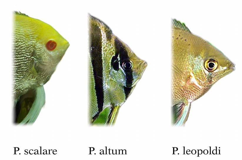 LE SPECIE PTEROPHYLLUM Pterophyllum è un genere di pesci d'acqua dolce appartenenti alla famiglia Cichlidae, sottofamiglia Cichlasomatinae, conosciuti comunemente come Pesci angelo.