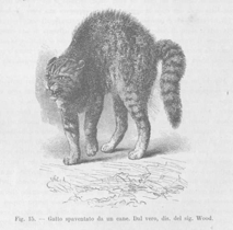 Il dolore negli animali: Se manifestato suscita: 1. l isolamento dell'individuo 2.