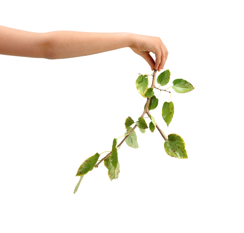 RIFIUTI VEGETALI Raccolta di porta in porta una volta a settimana solo nella ZAI (Zona Artigianale Industriale) SI foglie rami recisi fiori recisi sfalci, erba NO tronchi o