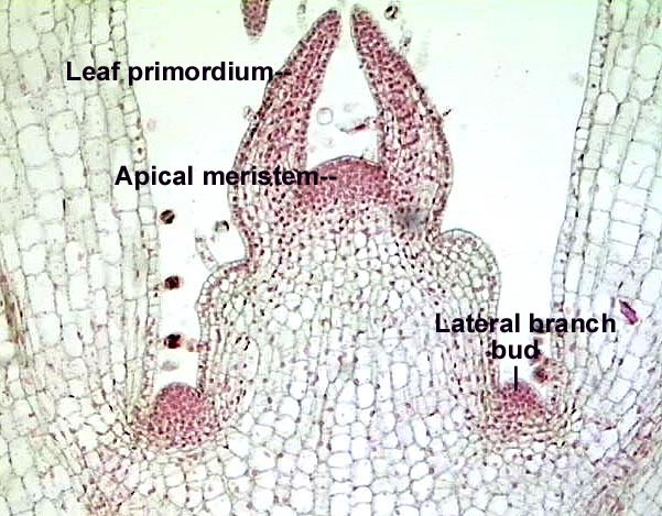 Gemma apicale Zona meristematica del fusto: cellule indifferenziate in continua divisione, protette da una tunica esterna di 1-5 cellule di spessore Al di sotto del meristema apicale, si