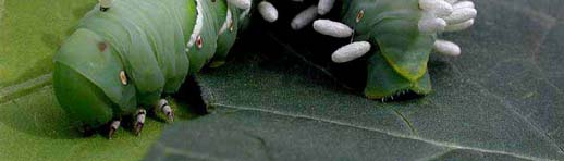 Parassitoidi sono generalmente insetti che depongono le uova nel corpo di altri insetti le larve attaccano un
