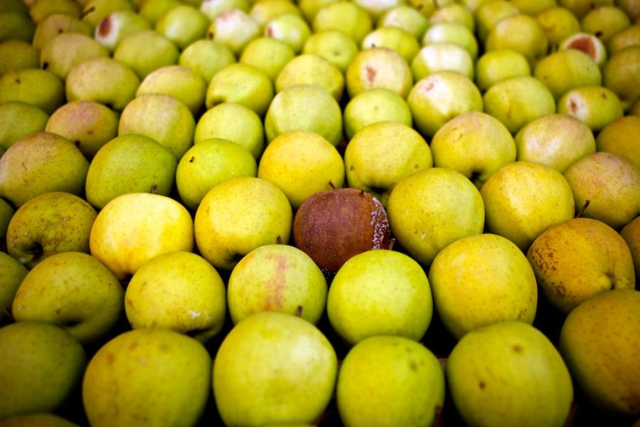Frutti ammaccati Una mela ammaccata contagerà le altre più facilmente, poiché l'etilene viene prodotto in grandi