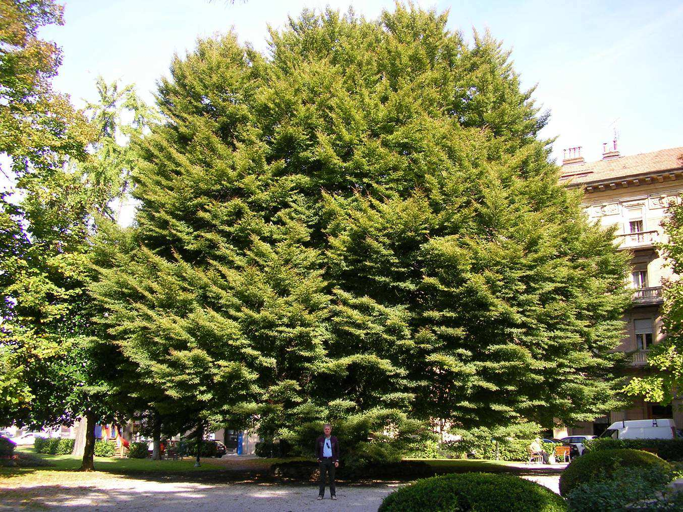 Come ottenere altri alberi così?