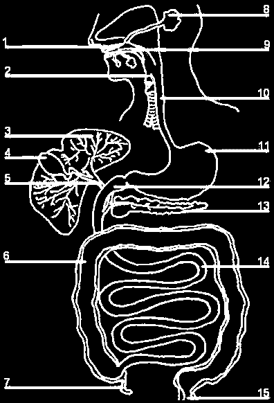 Ghiandole salivari Bocca Faringe Esofago Fegato Colecisti Coledoco EPIGASTRIO Stomaco Duodeno Pancreas Colon FIANCO