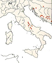 RAPPRESENTAZIONE GRAFICA Raggio medio Vipera di