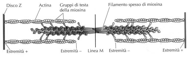 Organizzazione dei filamenti nel sarcomero I filamenti spessi risultano dalla associazione di centinaia di molecole di miosina II con le