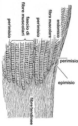 Fibre muscolari tendine Fibre