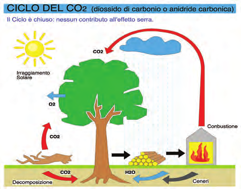 FIGURA 4: Ciclo dell anidride carbonica nel legno: quando gli elementi in legno escono dal ciclo di utilizzo, possono essere utilizzati a scopo energetico (per esempio biomasse), o venire decomposti