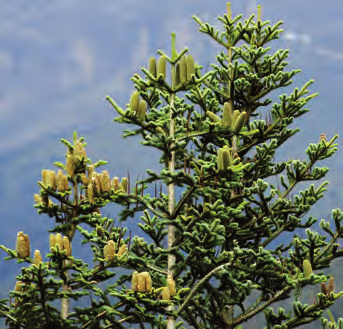 FIGURA 3: Abete Bianco, è una pianta spontanea del territorio italiano.
