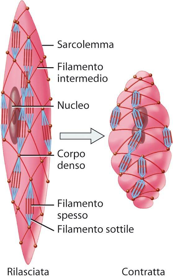 Il tessuto muscolare liscio 14 Il muscolo viscerale o unitario si trova negli strati che si sovrappongono a formare le pareti di piccole arterie, vene e organi cavi come lo stomaco, l intestino, l