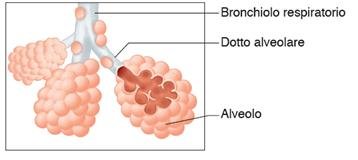 Albero bronchiale 26 La sede degli scambi gassosi sono gli alveoli, che