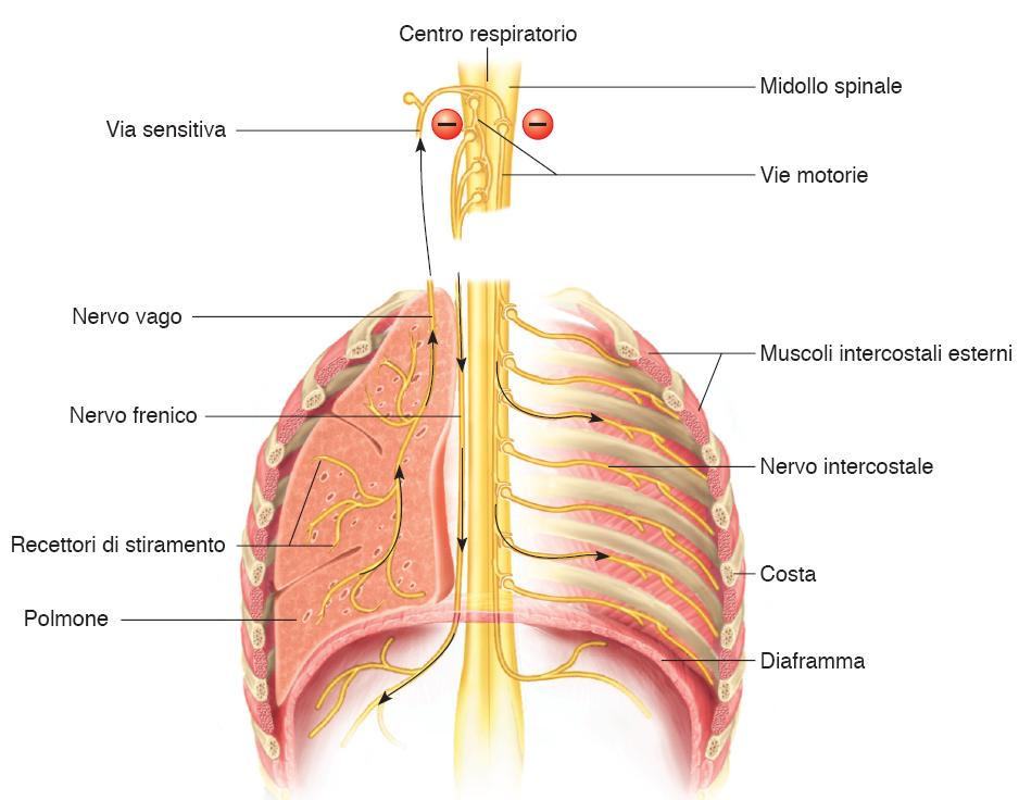 Aree nervose del controllo respiratorio 33 Le aree nervose che controllano la respirazione sono sub-encefaliche trovandosi nel ponte e nel