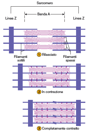 Filamenti spessi e filamenti sottili del sarcomero 9 I filamenti spessi sono costituiti di miosina mentre i filamenti sottili sono composti da tre proteine: actina, tropomiosina e troponina.