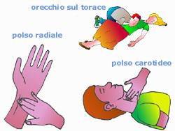 Eventi meccanici del ciclo cardiaco Polso arterioso: il sangue pompato nell aorta durante la sistole non solo manda avanti il sangue che già si trova nei vasi, ma dà origine ad un