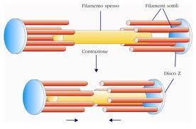 La troponina I, che inibisce l interazione actina-miosina, La troponina C, che lega il calcio. L actina è costituita da due filamenti di monomeri che danno vita ad una doppia elica.