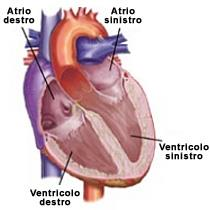 2 Eventi meccanici del ciclo cardiaco Il cuore può essere considerato come una pompa, composta da quattro cavità: due atri, posti superiormente e due ventricoli, posti sotto gli atri.