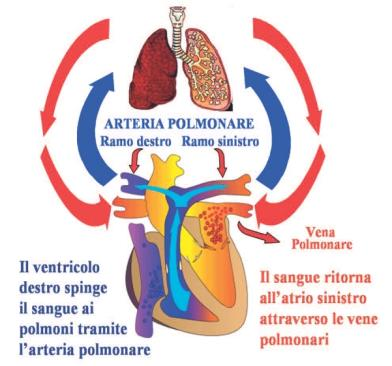 Eventi meccanici del ciclo cardiaco Le varie parti del cuore battono in sequenza ordinata: prima gli atri (sistole atriale), poi i ventricoli (sistole ventricolari).