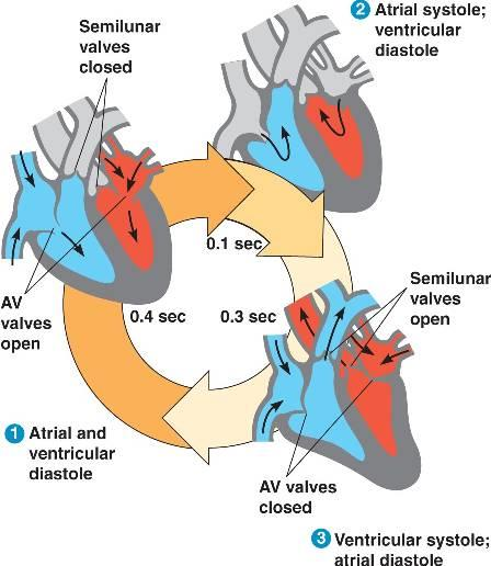 3) In fase di sistole ventricolari, le valvole atrio ventricolari si chiudono.