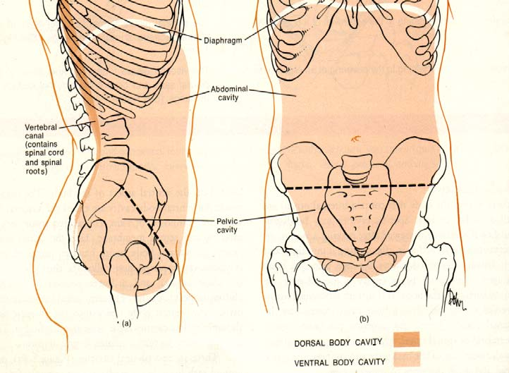 Le cavità del corpo umano 1- cavità