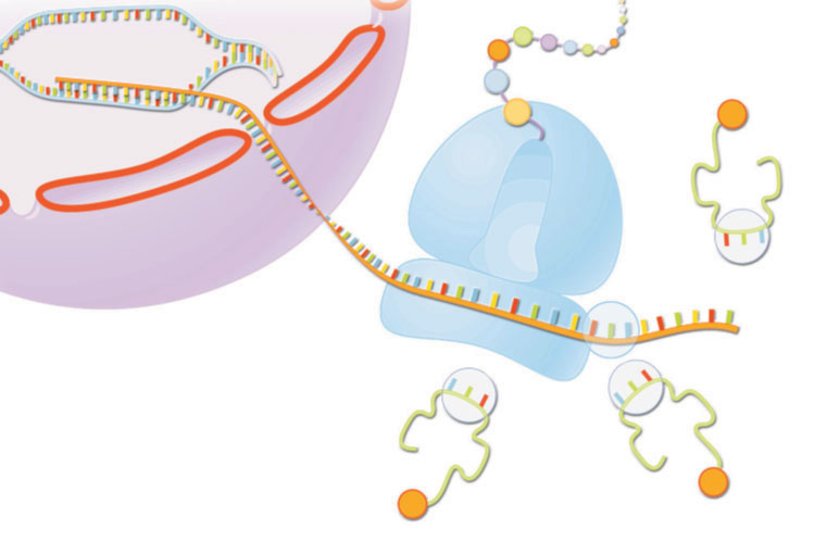 Unità 1 La materia vivente e la sua composizione RNA di trasporto rrna trna tripletta codone tripletta anticodone RNA messaggero ribosoma mrna RNA ribosomiale (rrna) I tre tipi di RNA: mrna (RNA