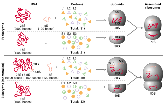 Genesi dei Ribosomi Si assemblano