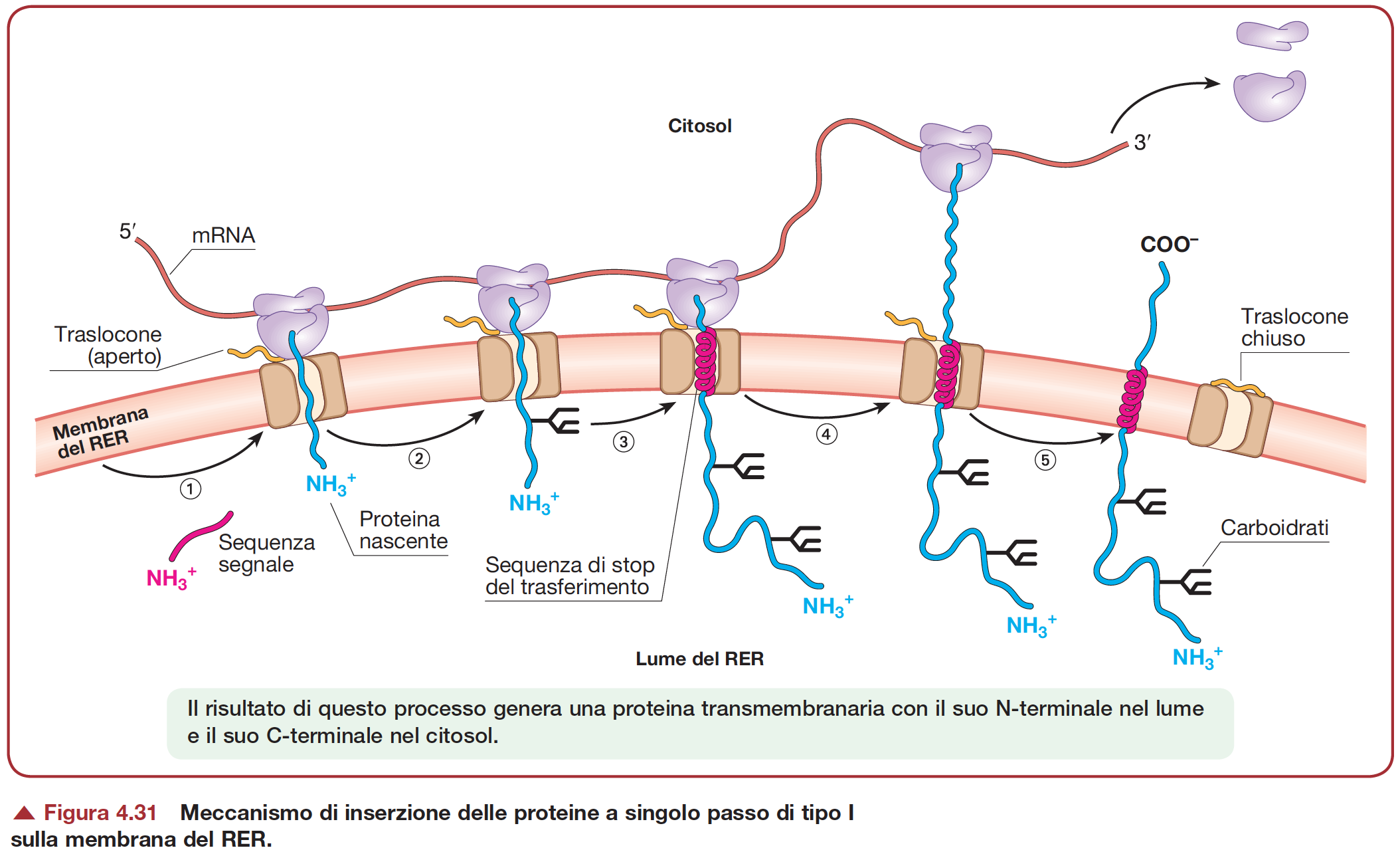 Sintesi e localizzazione di proteine di membrana tipo I: Estremità
