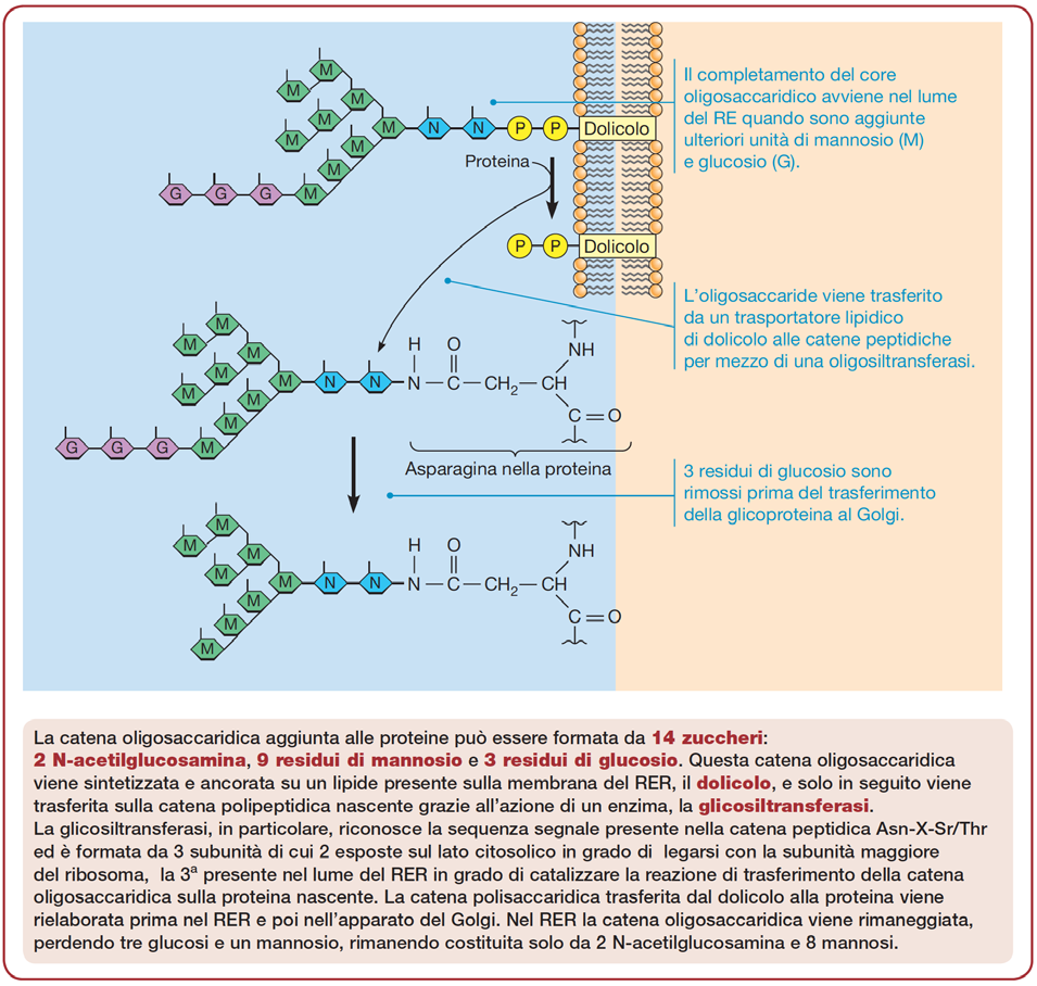 Modificazioni post-traduzionali di proteine prodotte nel RE: N-glicosilazione Protagonisti: Tre tipi di zuccheri: NAG, Mannosio e Glucosio Asparagina (N-X-S/T)