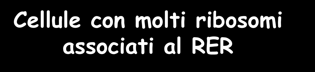 Cellule con molti ribosomi associati al RER Il RER è presente in tutte le cellule (Mantenimento della membrana plasmatica, organelli intracellulari ed