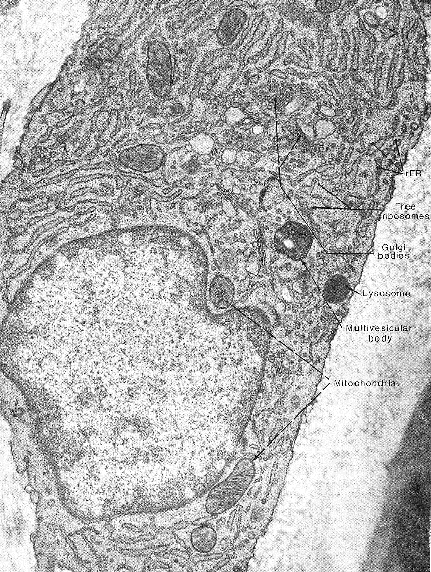 Osteoblasti Cellule costituenti