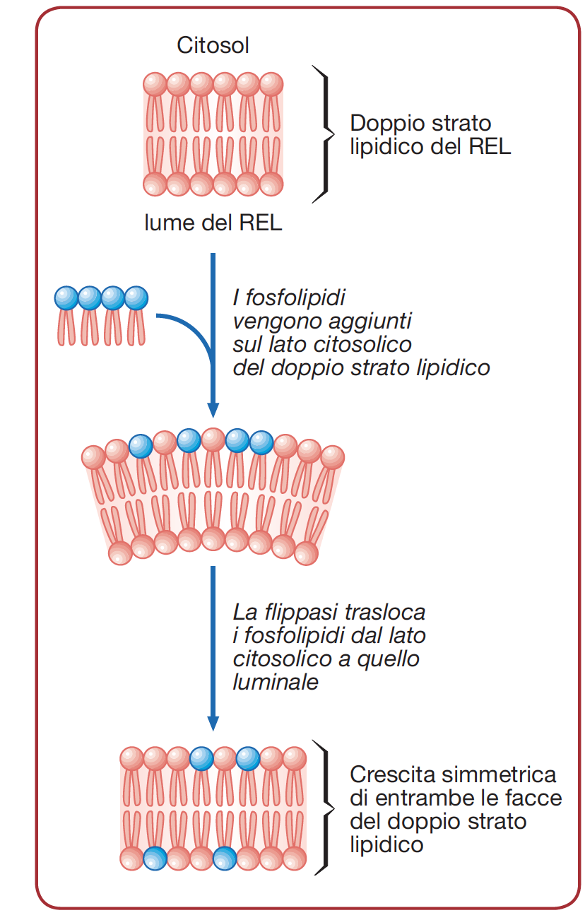 Sintesi di Fosfolipidi per tutte le membrane cellulari Funzioni del REL Produzione di Steroidi Ghiandole