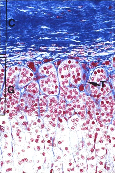 Corticale del Surrene Cellule secernenti