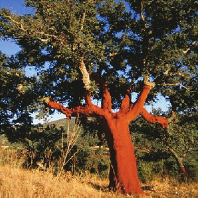 ENTE FORESTE DELLA SARDEGNA La Sughera Distribuzione in Italia Provenienza: vivai Ente