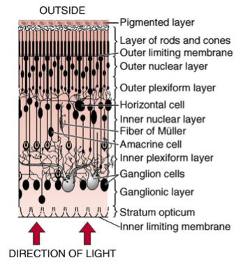 Le cellule nervose della retina Oltre ai fotorecettori, la retina contiene: le cellule