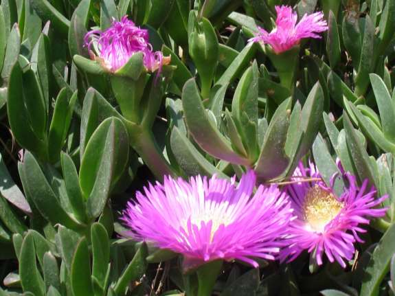 Aizoaceae Carpobrotus acinaciforme Fico degli