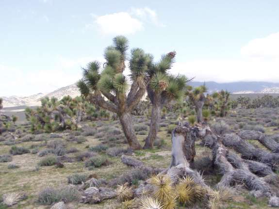 Agavaceae Yucca brevifolia Joshua Tree, USA,