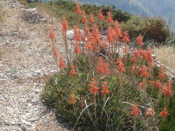 Aloaceae Aloe brevifolia, Italia,