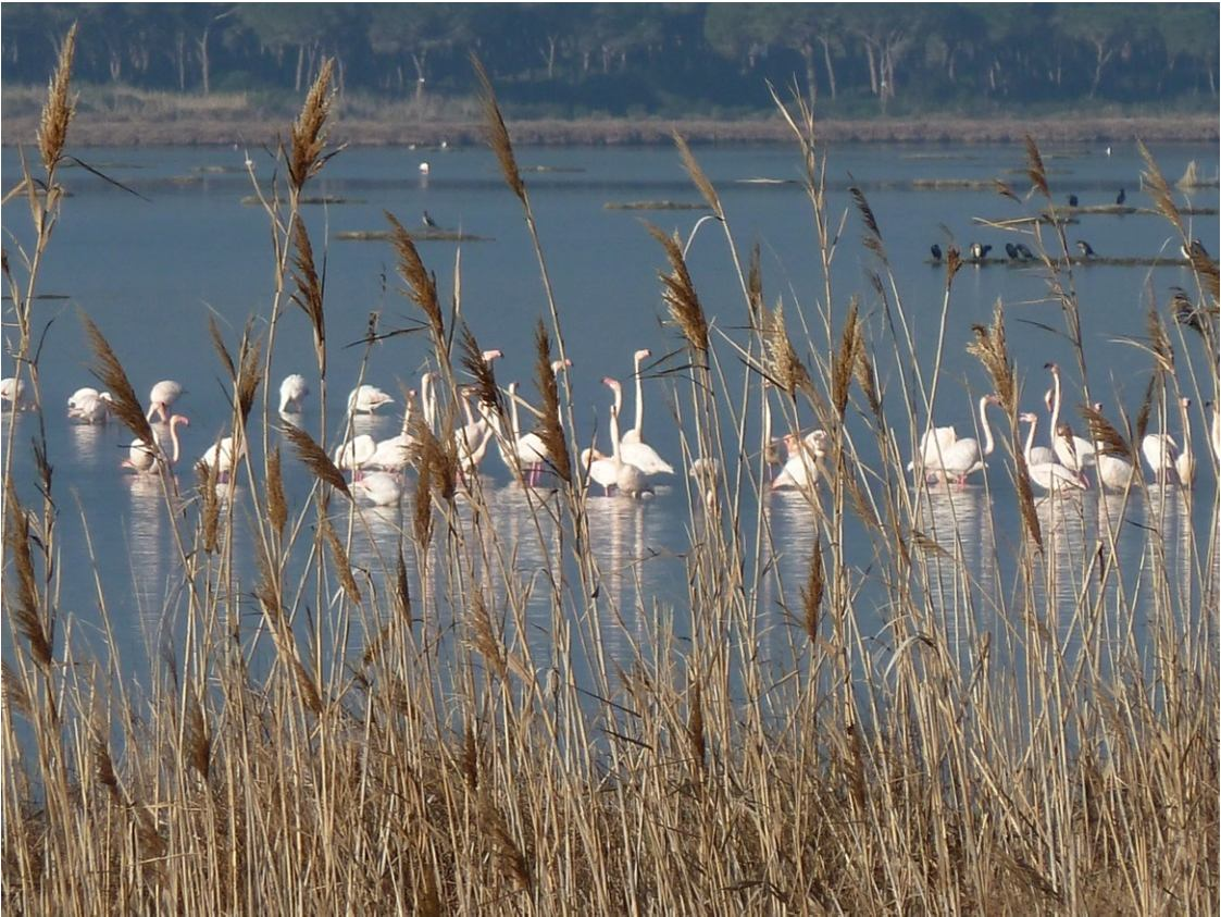 11. Tutela dell ambiente Due aree nell ambito di Rete Natura 2000 : Zone di Protezione Sp