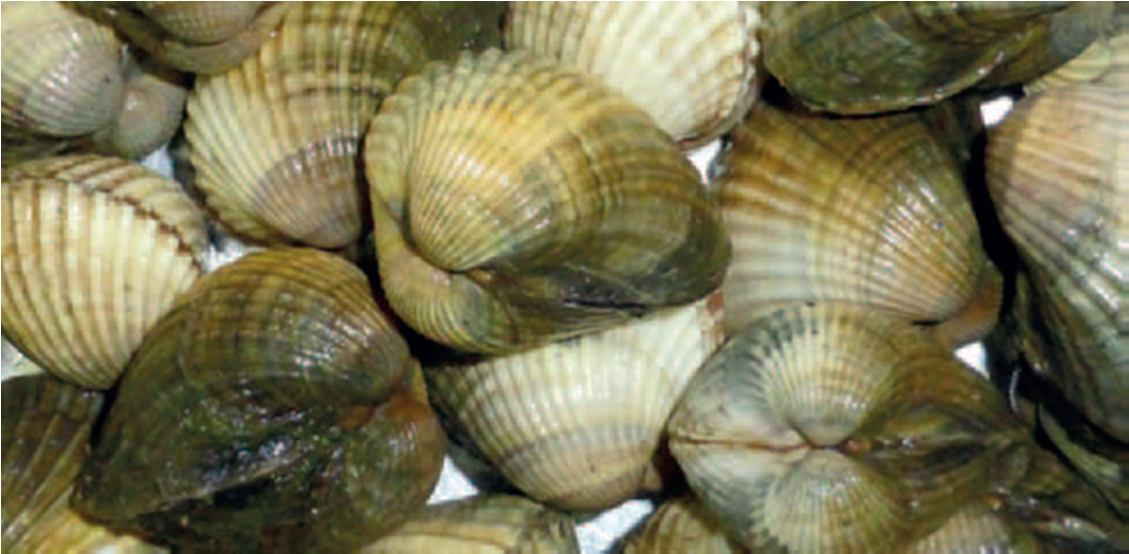 molluschi bivalvi