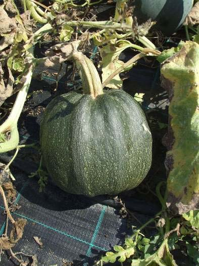 REPERTORIO ZUCCA VERDE DI BAGNOLO RER V0106 ZUCCA Famiglia: Cucurbitaceae Genere: Cucurbita Specie: Cucurbita maxima Duch.