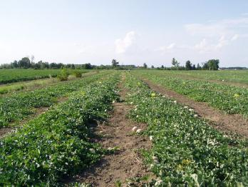 MELONE l ambiente comprendente i fattori pedoclimatici e la tecnica colturale adottata.