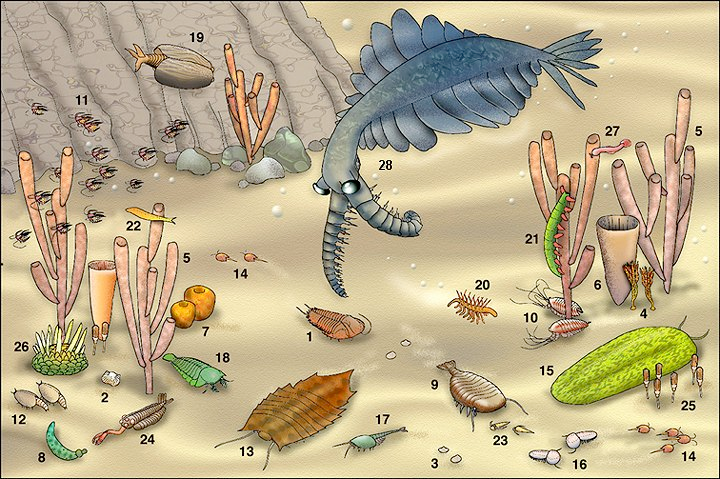 Ricostruzione ecosistema di Burgess Shale Spugne Vauxia (5), Hazelia (6), e Eifellia (7); brachipode Nisusia (2); verme priapulide Ottoia (8); trilobite Olenoides (1); altri artropodi Sidneyia (9),